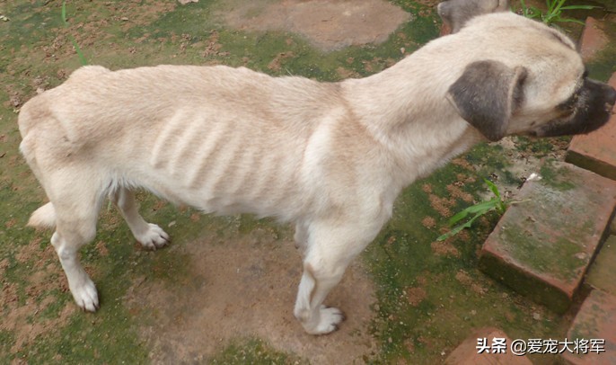 老兽医治疗宠物,别等狗狗出现这些问题再来后悔