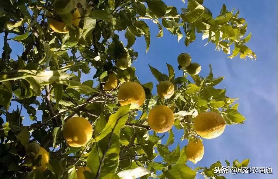 柠檬树常见病虫及治疗,柠檬树叶子的病虫害防治