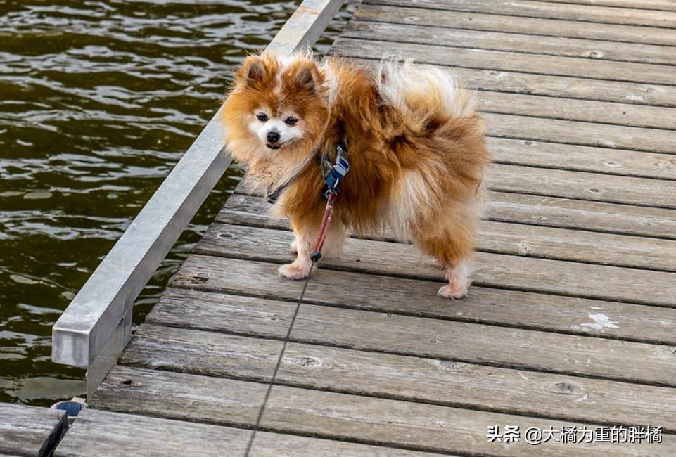 养博美要注意的事,养博美的千万要重视这几件事