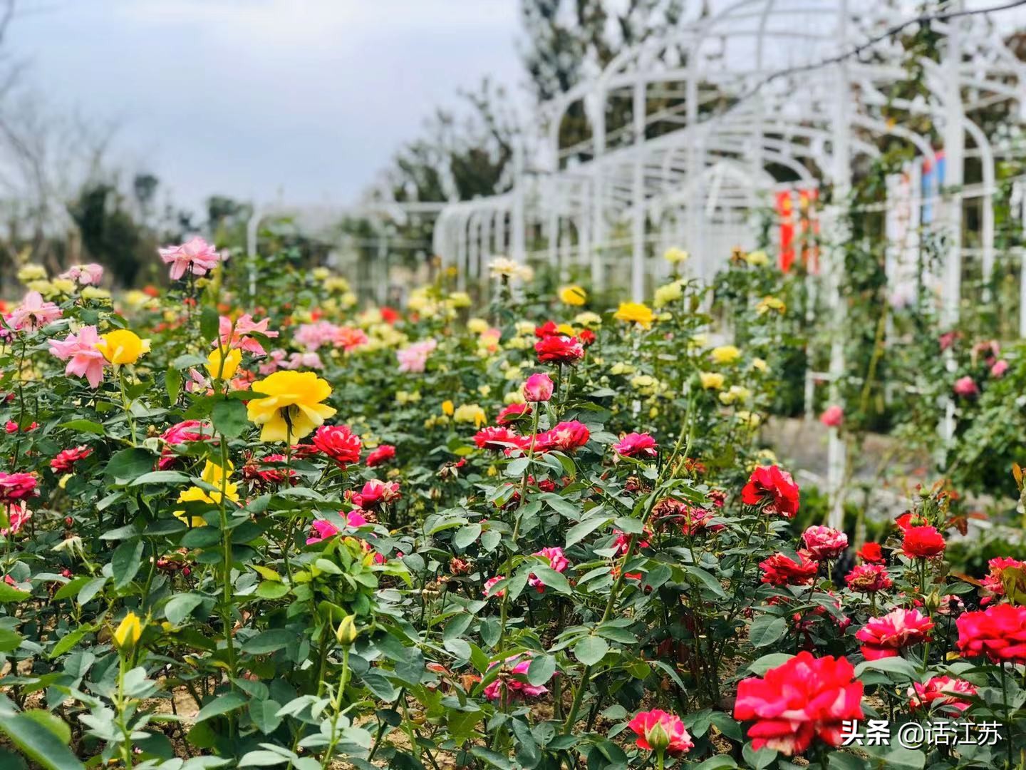 南京赏花的地方有哪里,南京赏花踏青