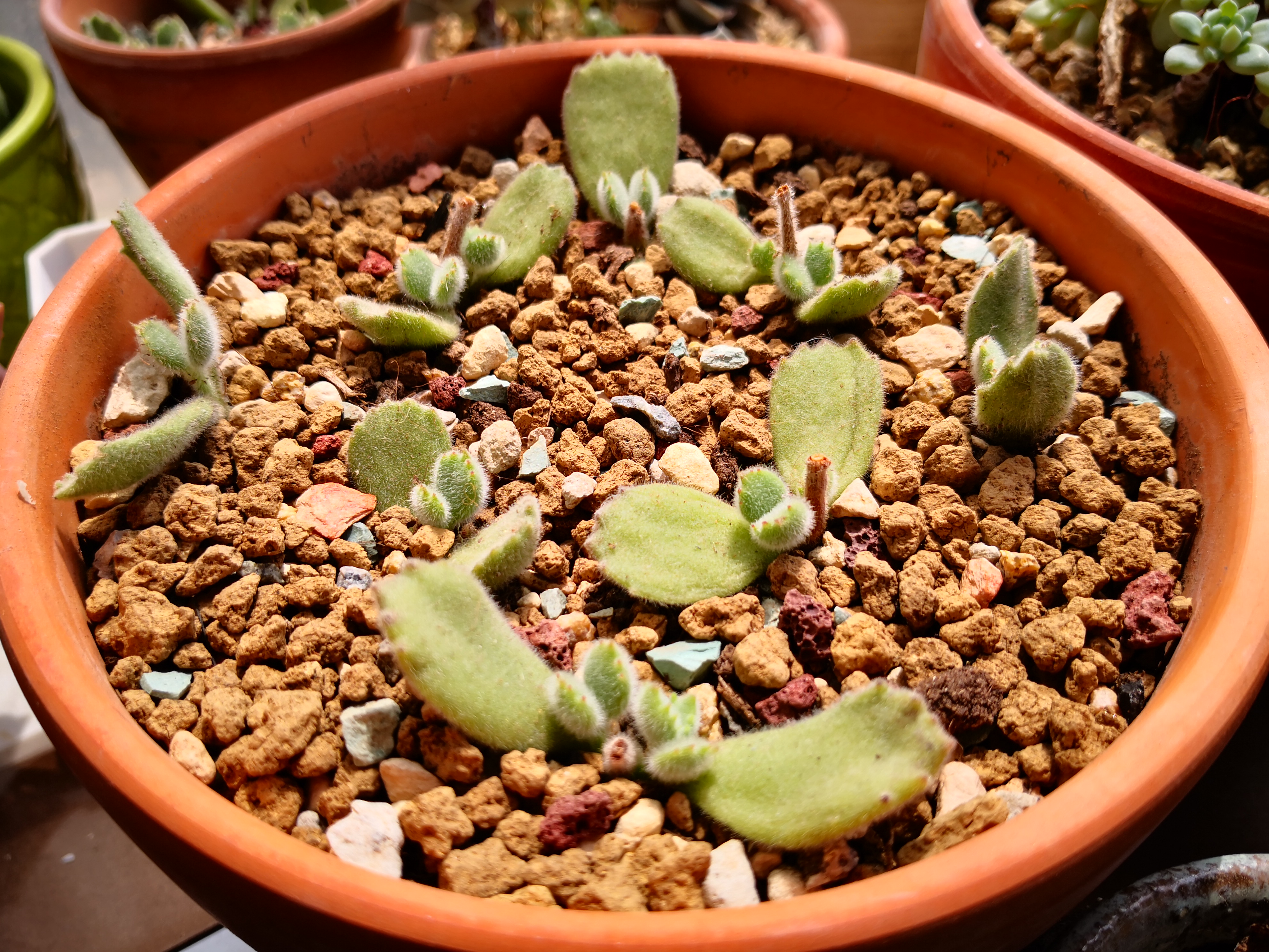 网购收到的熊童子掉叶子怎么办,熊童子断枝