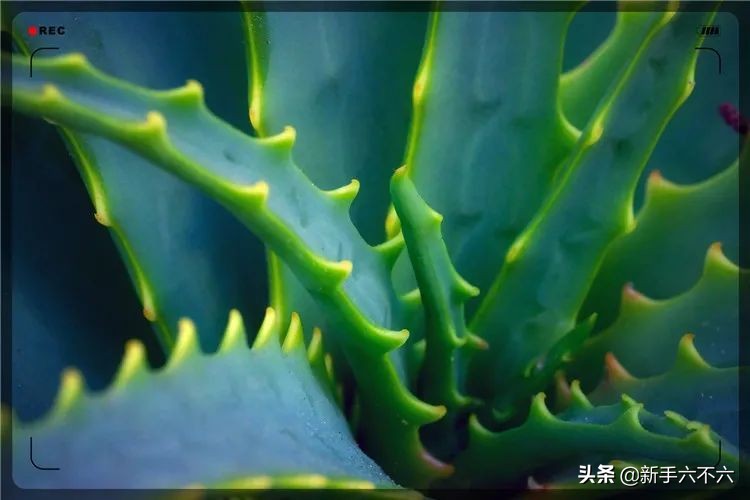 农村最赚钱的种植创业项目有哪些,当下如何在农村创业赚钱致富