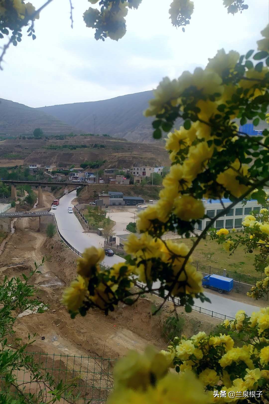 最美黄玫瑰,歌曲黄玫瑰你最美