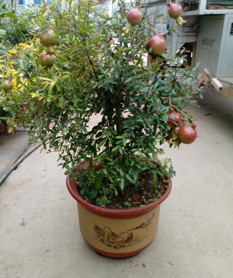 石榴种多久才能开花,盆栽石榴开花结果期怎么施肥