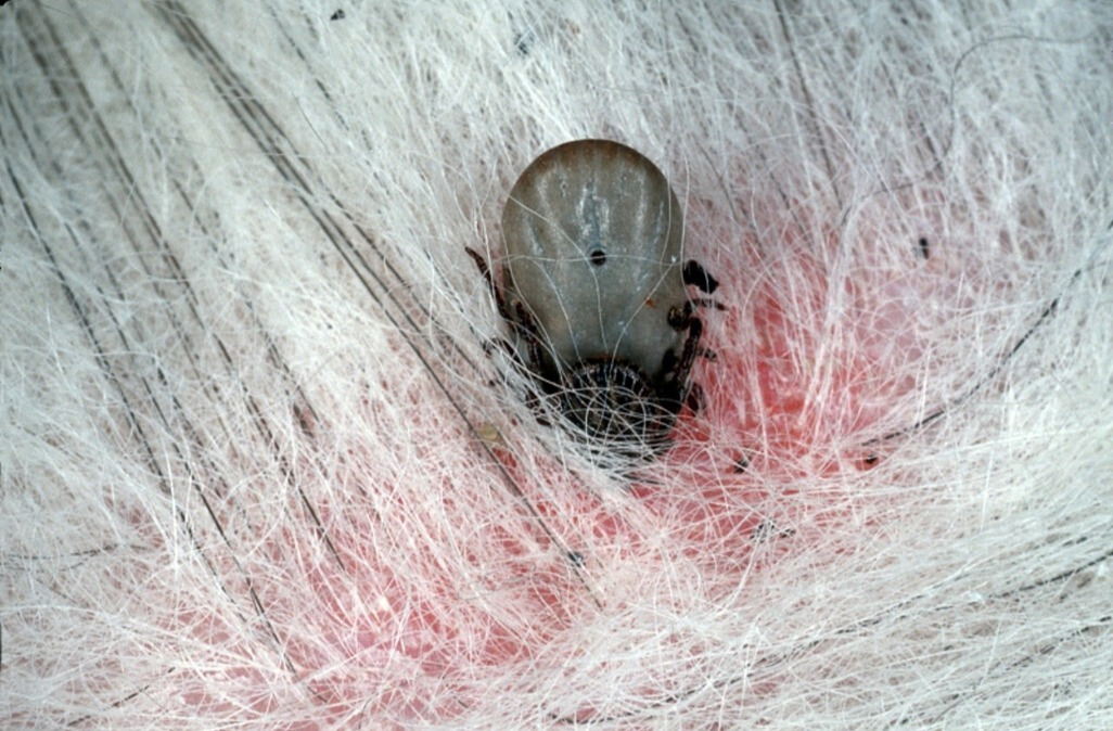 狗狗有牛蜱有什么方法能根除,如何预防蜱虫叮咬狗狗