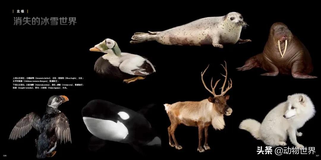 国际珍稀动物保护日-如何拯救那些正在从世界上逐渐消失的物种