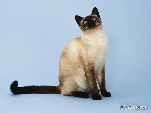 常见宠物猫的品种及价格,常见的十大宠物猫品种介绍大全