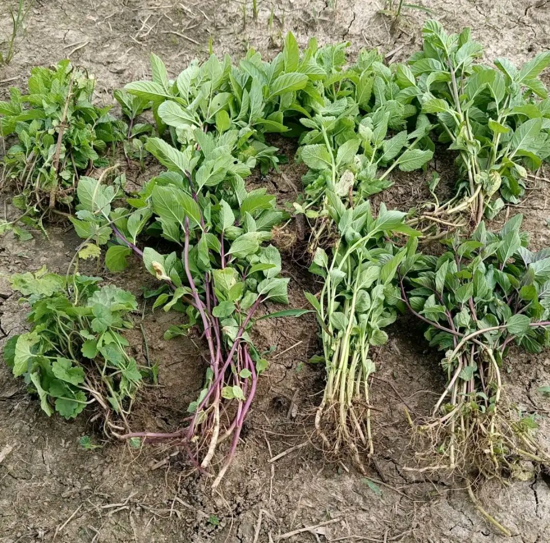 这“38种花”，当你开始收集品种时，你已入坑颇深