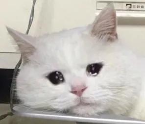 猫咪训猫器,猫咪电毯推荐