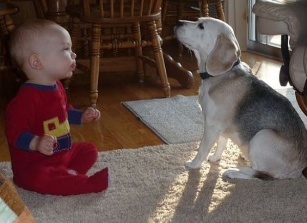 钟南山院士说养狗能增强免疫力,钟南山院士谈养宠物预防哮喘