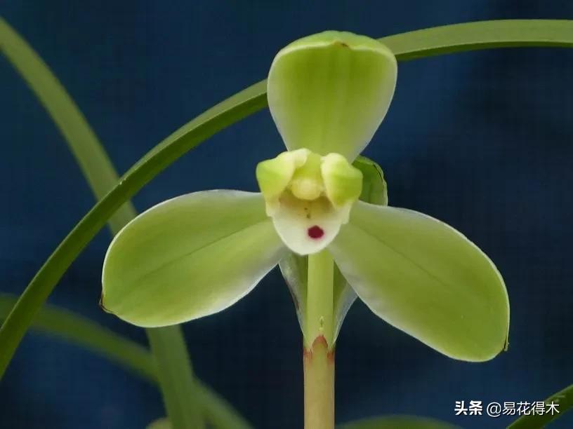 兰花原种老苗是什么,兰花组培和原种有什么区别