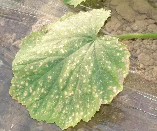 瓜类病害治疗药,瓜类主要病害有哪五条