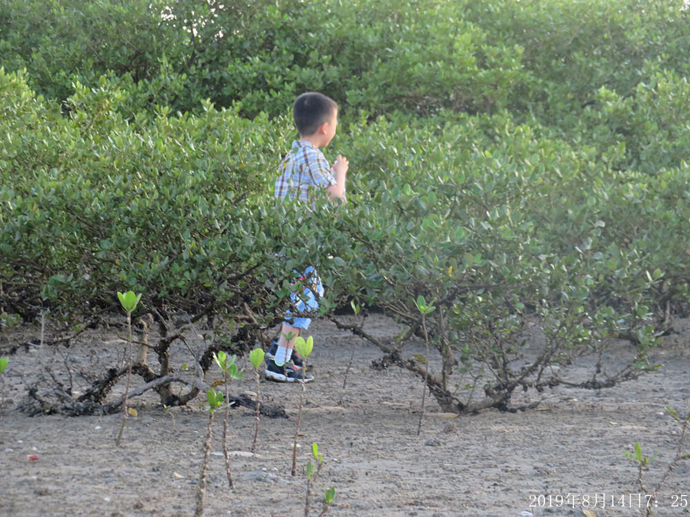 痛心！北海红树林不设防，任你踩任你挖