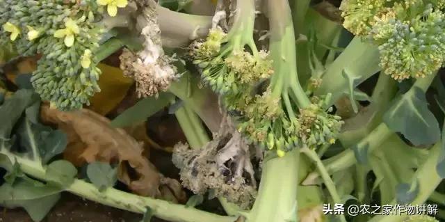 西兰花病害图谱和防治,西兰花的病害与治疗