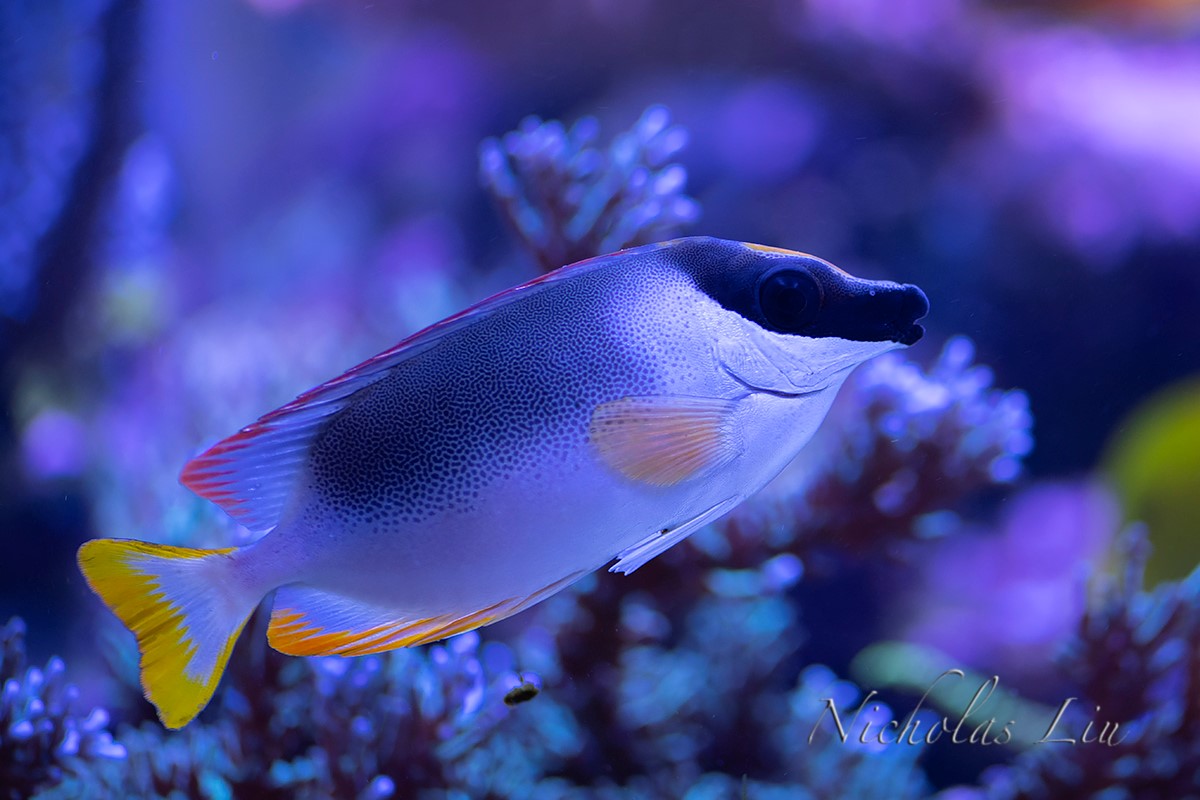 经典海水礁岩生态缸分享，180×120×60厘米三面观赏海缸