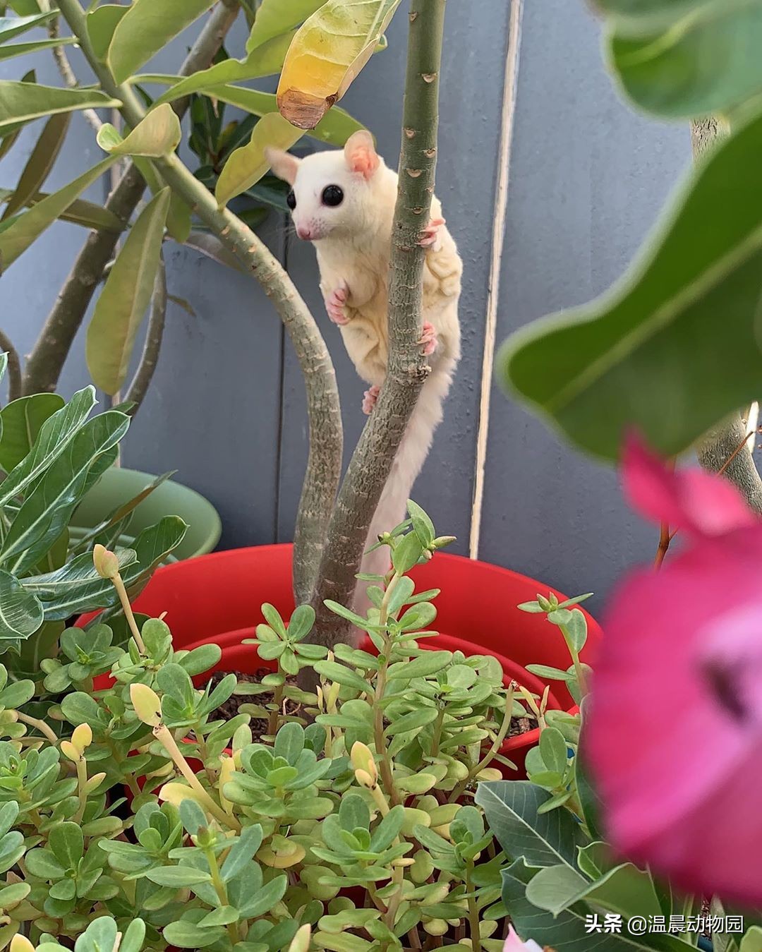 蜜袋鼯的各种叫声,蜜袋鼯发出小狗的叫声怎么回事