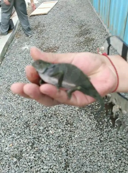 带你去赤道看海,赤道几内亚国家地图