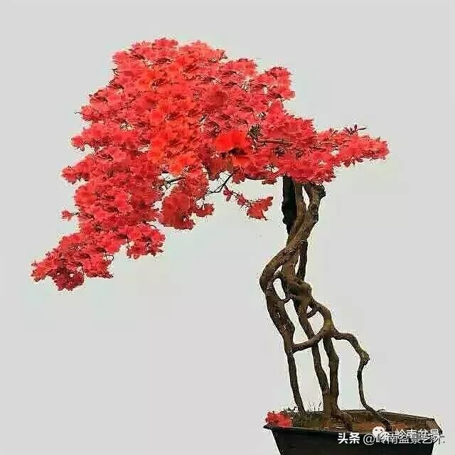 以根代杆下细上粗式盆景图片,各种老根盆景