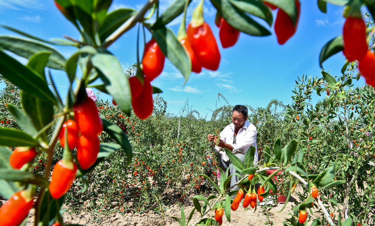 枸杞生桩种植方法,枸杞自己在家种植成树