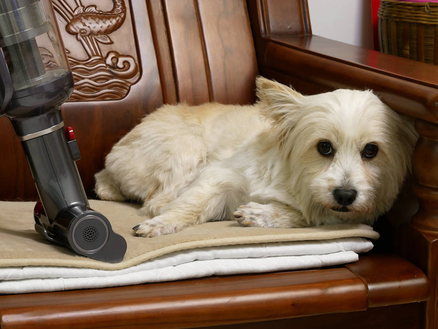 吸尘器评测小狗t12plus,小狗吸尘器t12对比洗地机