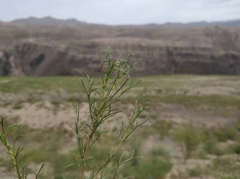为贺兰山生态保护贡献力量,贺兰山保护区生态作用