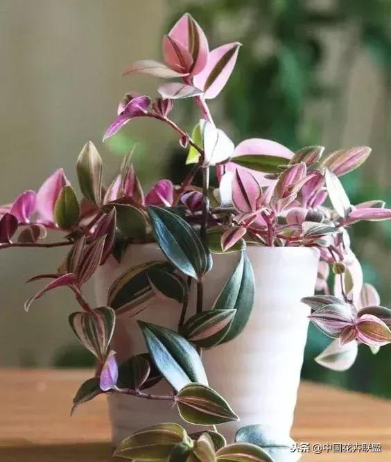 打翻了调色盘的花,打翻了调色盘的美景