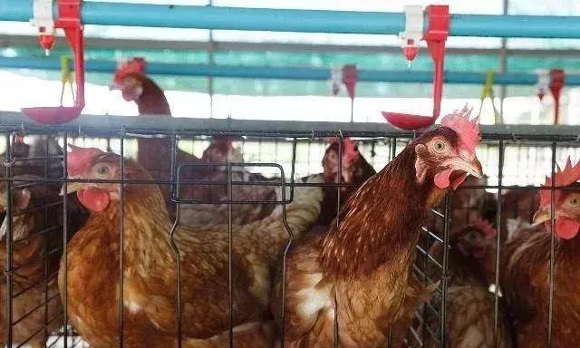 什么时间喂鱼肝油合适,鱼肝油什么时候喂鸡好