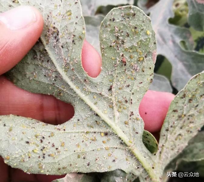 西瓜地里抗性蚜虫有啥好办法,西瓜蚜虫是上午打好还是下午打好