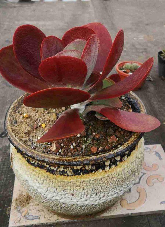 多肉唐印怎么养好看,多肉唐印的养殖方法和注意事项