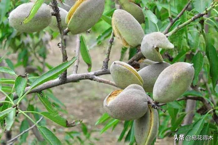 疆果新疆特产薄皮核桃,新疆的扁桃优良品种有