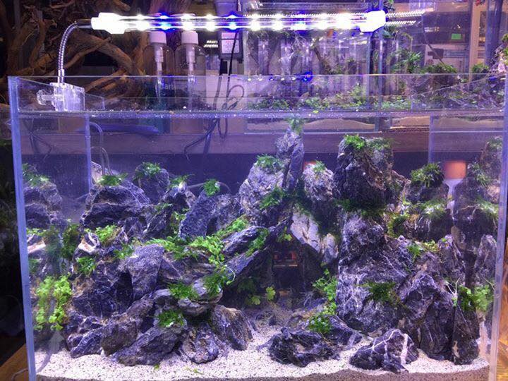 草缸水族店效果图,越南草缸