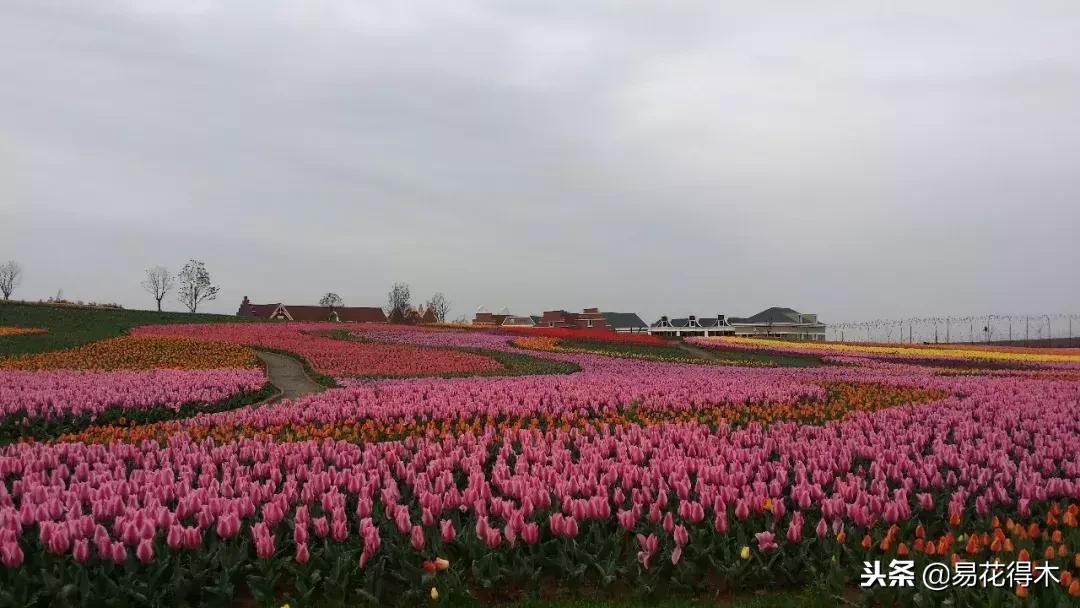 郁金香的种植方法及养护,郁金香养护方法及注意事项