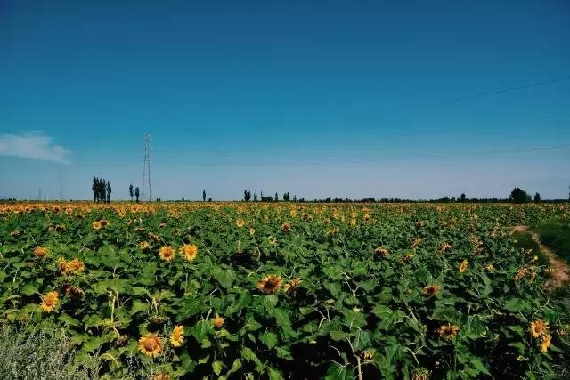 她的美是你无法企及的,她的美是不可方物的美