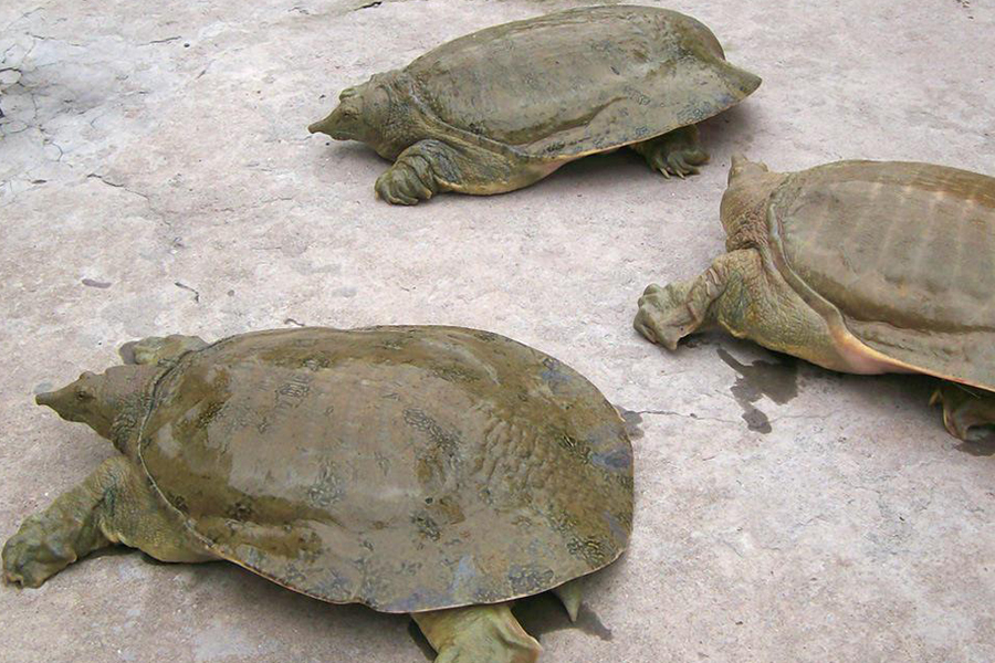 温棚甲鱼养殖需要注意什么,养殖甲鱼需要增氧吗