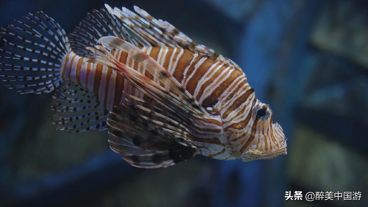 去三亚怎么才不会被坑,去三亚怎么玩跟不跟团