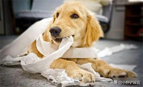 狗狗异食癖的治疗方法,教你治疗狗狗异食癖的方法