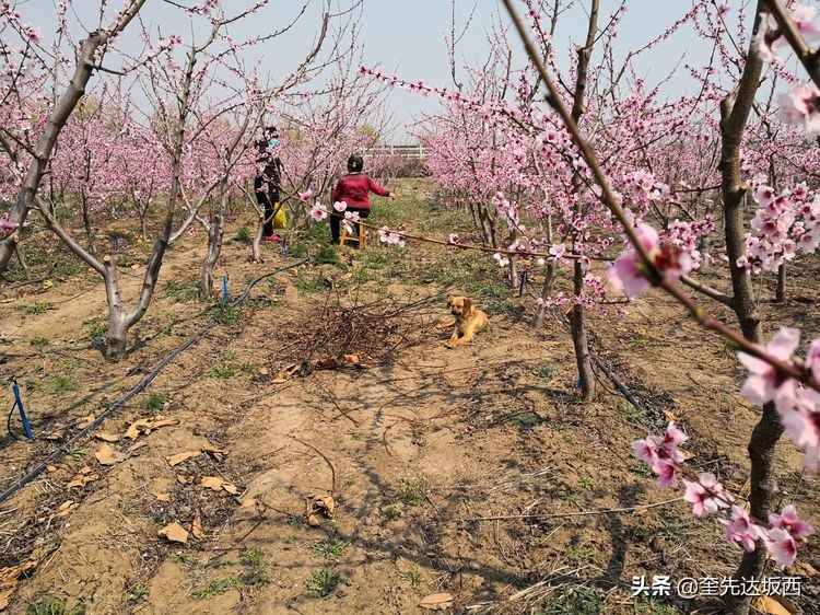 七绝十里桃花,十里桃花的诗句大全