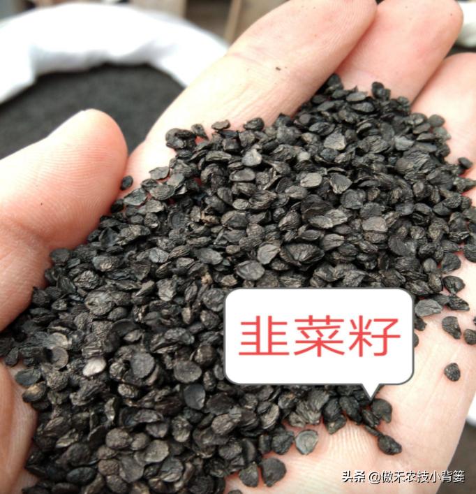 韭菜如何进行种子种植,韭菜播种方法和步骤