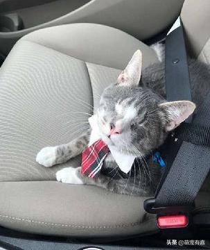 救治失明猫咪,失明猫被救助视频