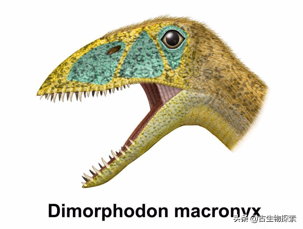 侏罗纪世界翼龙品种,侏罗纪翼龙是肉食还是草食