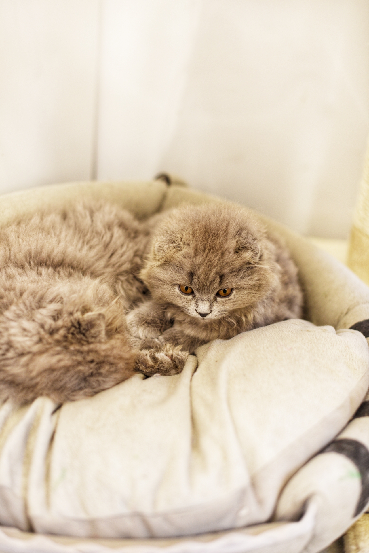 厦门鼓浪屿美食,鼓浪屿必吃的15种美食