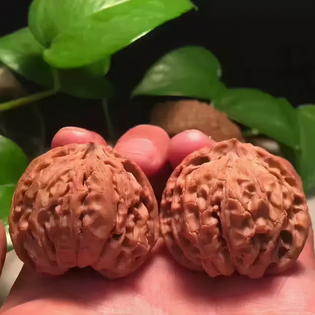 油亮如漆，盘核桃的小技巧