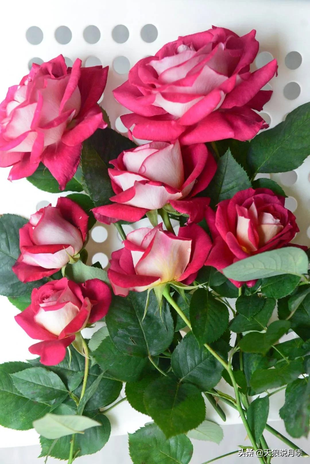 花友家的春花都开爆爆爆了，快来云赏花！（上）