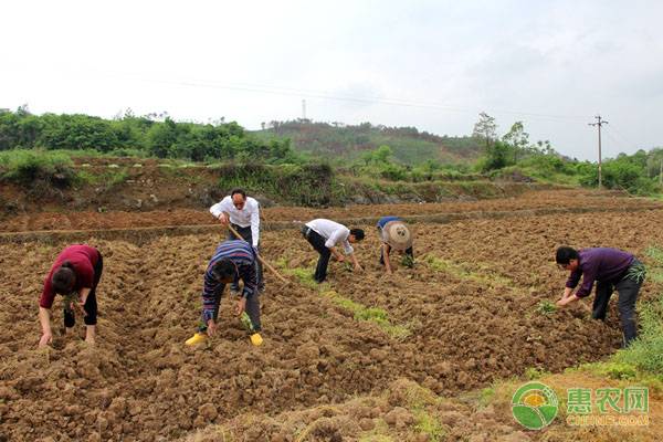 红薯育苗100万株苗成本是多少,杂交板栗红薯一亩地种多少株