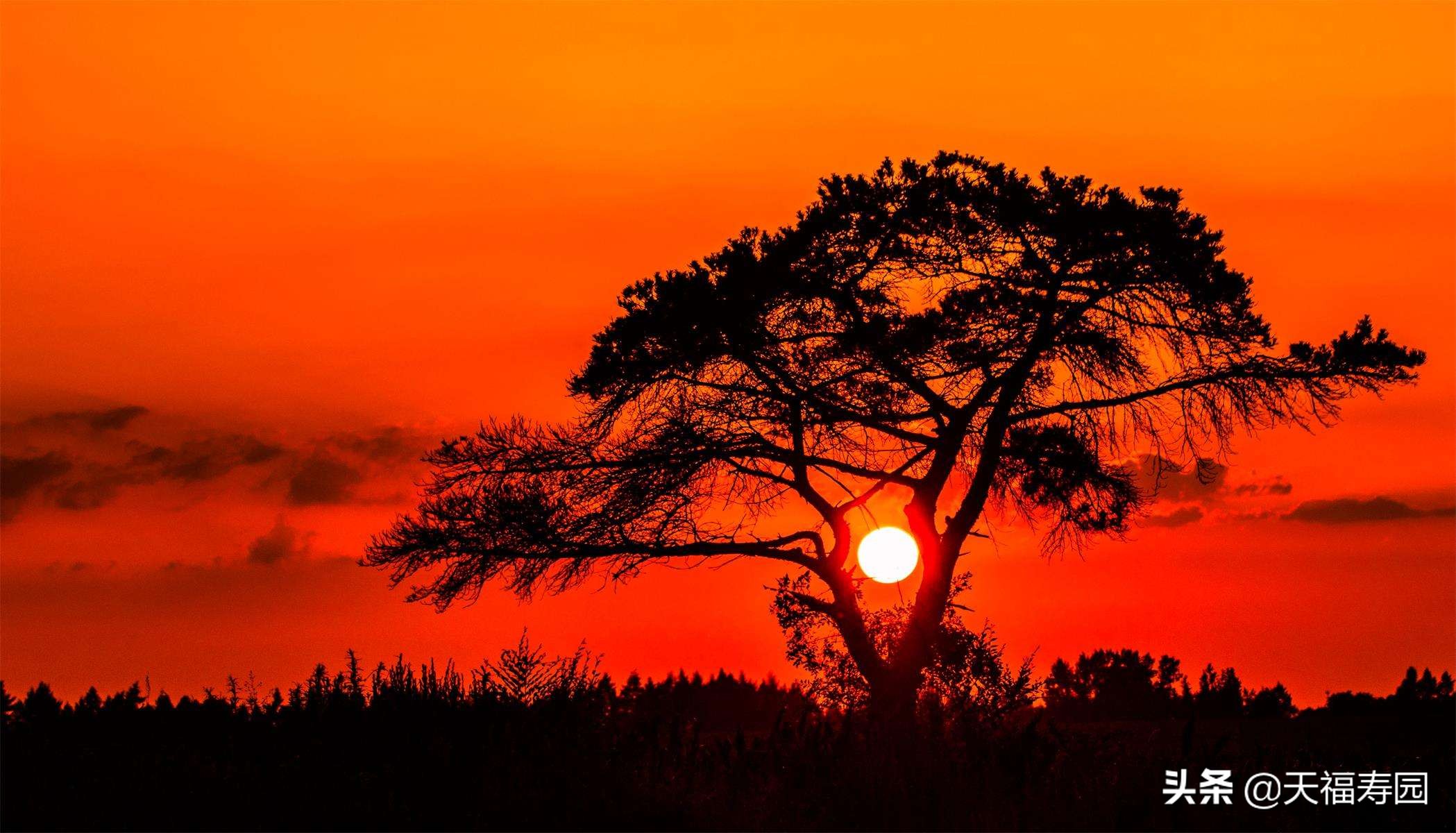 讣告的标准是什么,讣告一般在什么时候发出