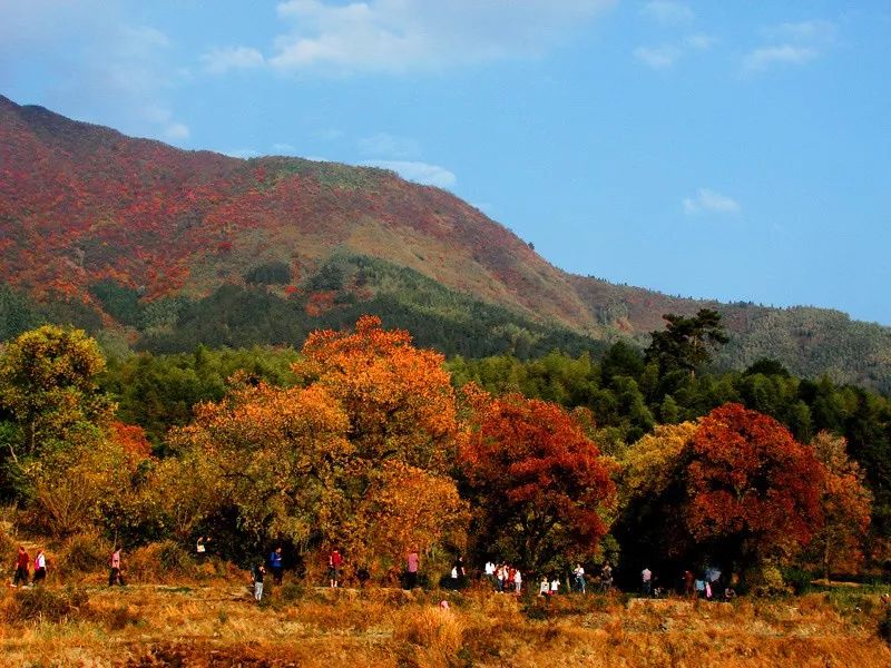 徽州赏秋三日游自驾游攻略,小众徽州赏秋村落