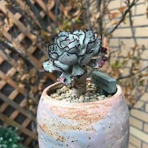 世界十大罕见花卉,世界名贵花卉高清大图