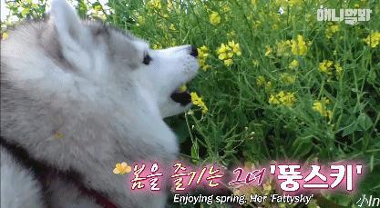 二哈减肥,为什么二哈会变瘦