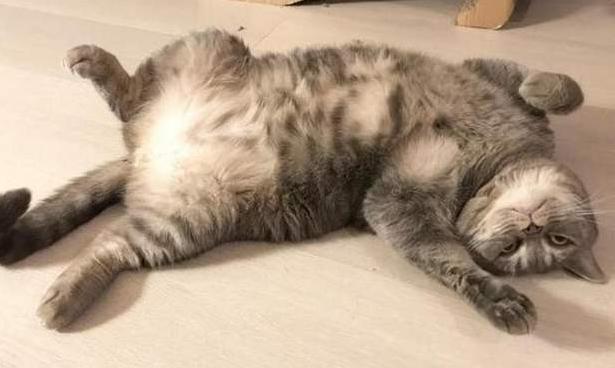 猫咪在被子上尿尿怎么纠正,猫咪报复性在地上拉屎咋办