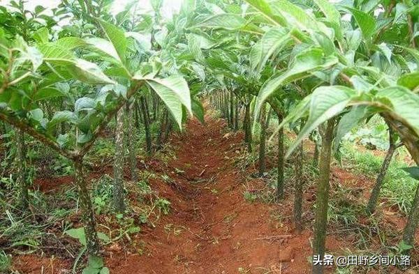 魔芋怎样栽培管理才高产,怎么种植魔芋才能高产